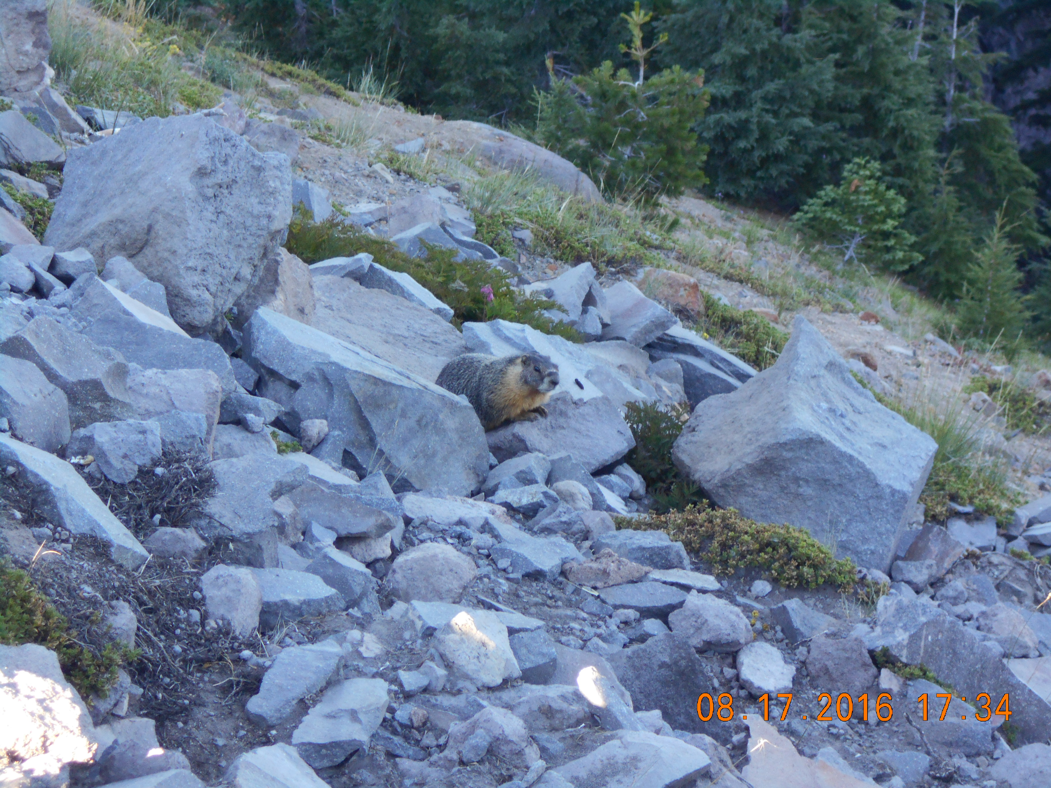Marmot at Crater Lake