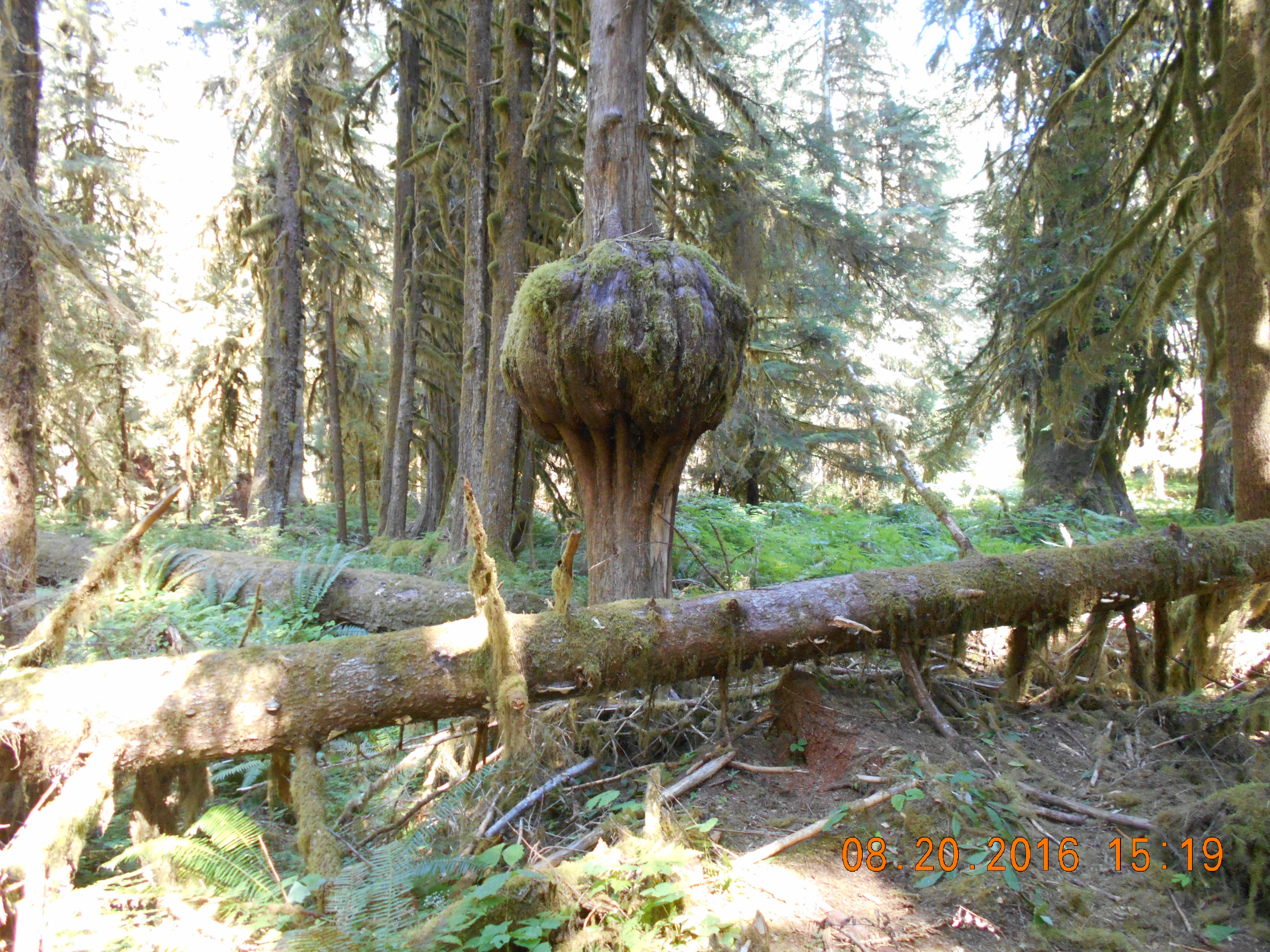 Bulge in Tree