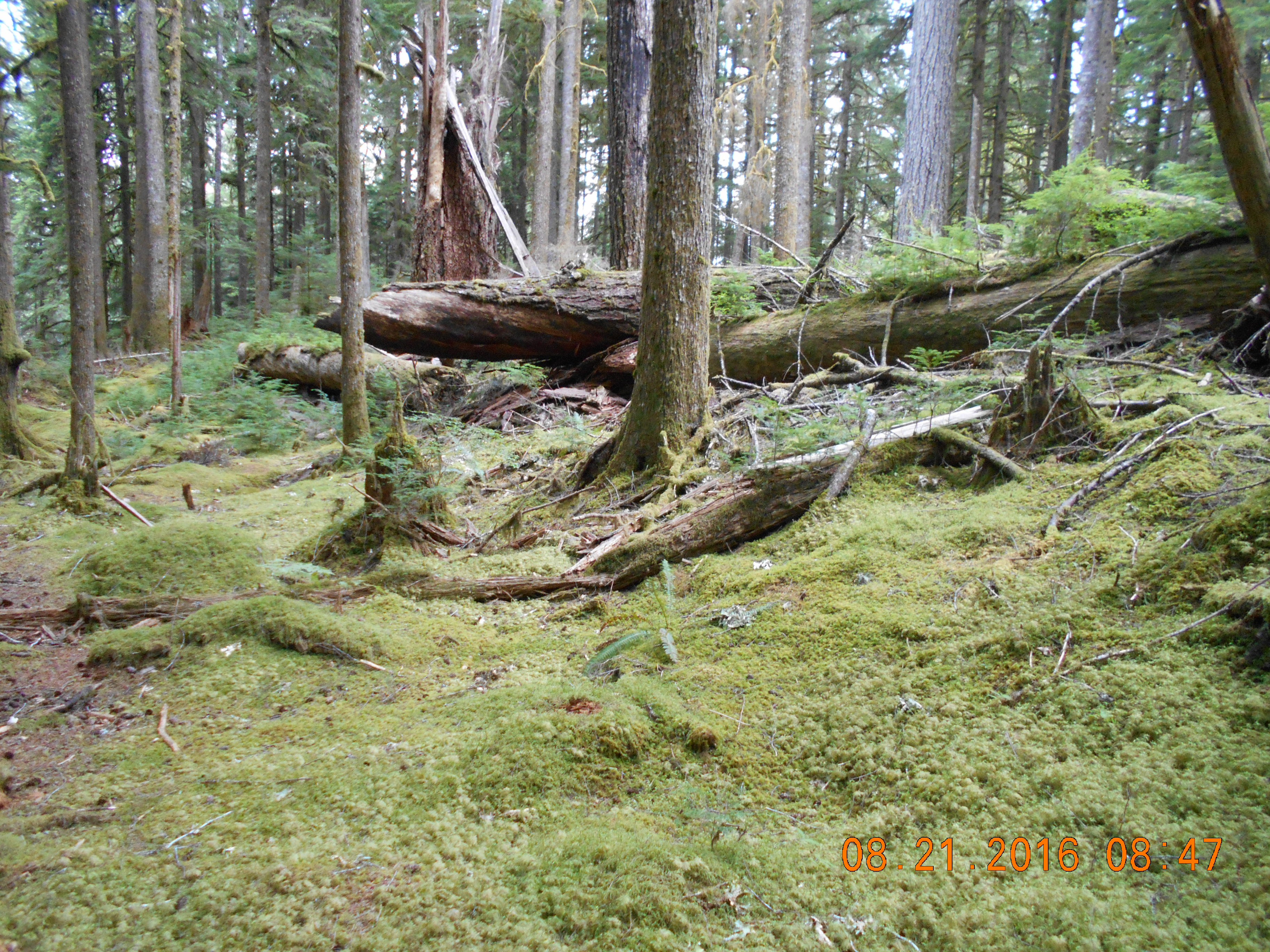 Ancient Grove Interpretive Walk
